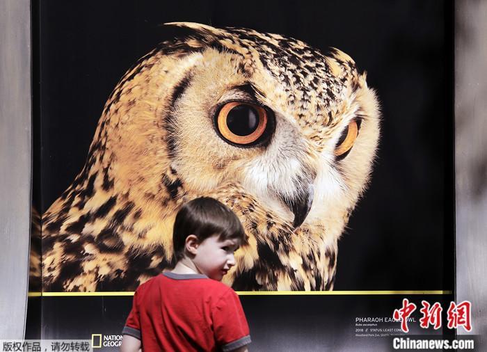 “国家地理影像方舟”展览上的一幅摄影作品 “国家地理影像方舟”展览上的一幅摄影作品