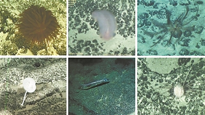 在对深海采矿影响的研究中观察到的动物,包括海葵、海参等 在对深海采矿影响的研究中观察到的动物,包括海葵、海参等