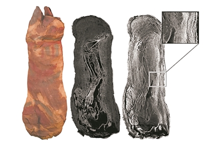 X射线和中子扫描共同提供了这只古埃及木乃伊猫的内部视图