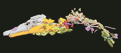 X射线扫描“破碎的鳄鱼”后，中子扫描才在鳄鱼的腹部发现了恐龙骨头