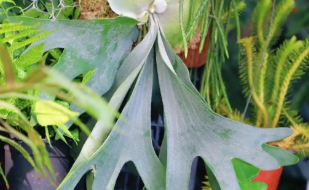 我国首次在蕨类植物中发现稀土成矿现象