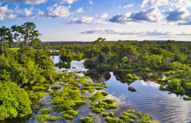 “非洲之肺”碳排放量已超吸收量